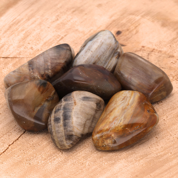 Petrified wood tumbled stone