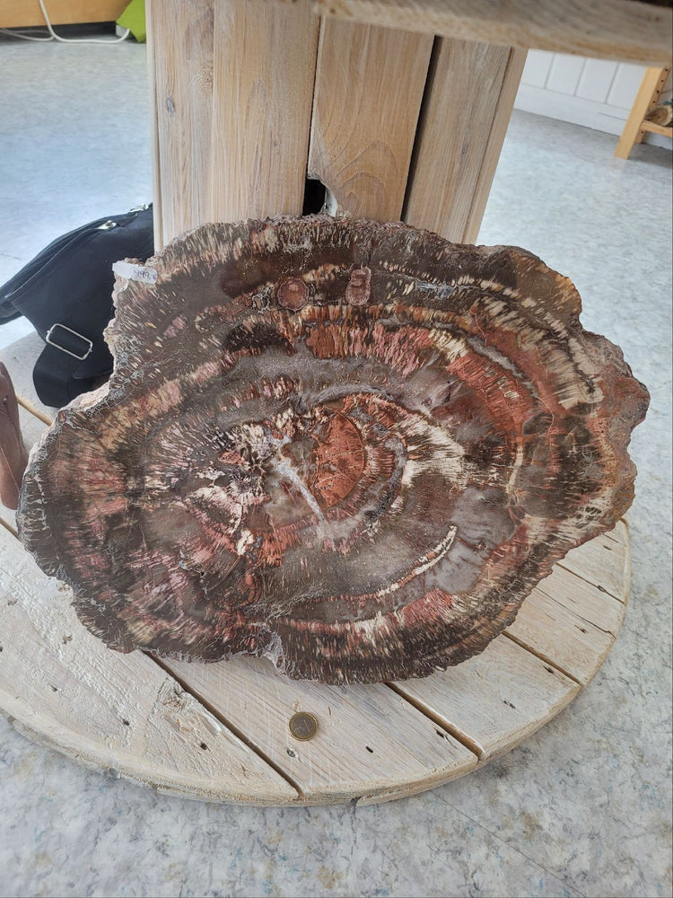 Scheibe aus versteinertem Holz