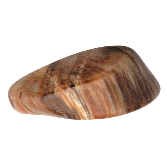 Petrified wood tumbled stone